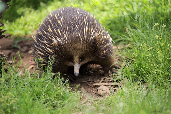 Short-beaked Echidna