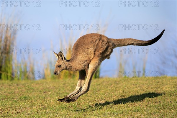 Eastern grey kangaroo