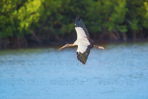 Wood Stork