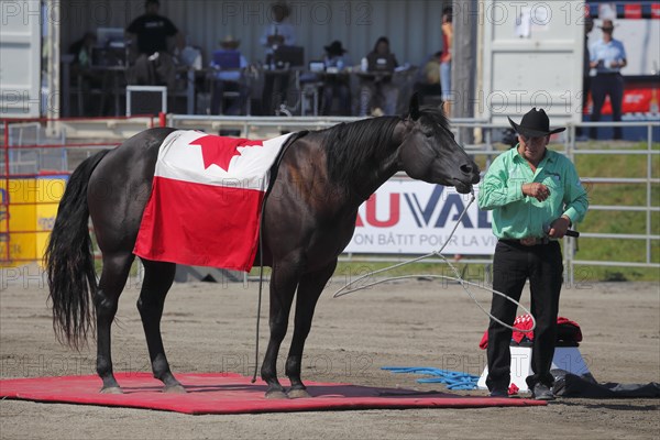 Mustang Showtime at the Rodeo