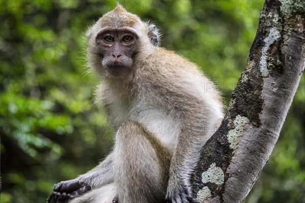 Long-tailed macaque