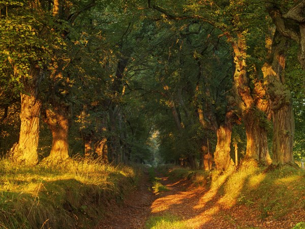 Old linden avenue at Kyffhaeuser in the first morning light