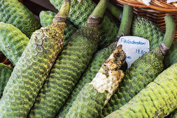 Philodendron fruit