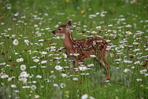 White-tailed deer