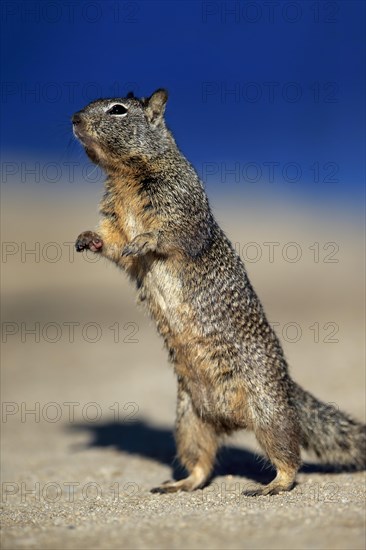 California Ground Squirrel