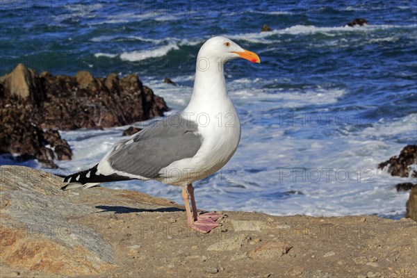 Western Gull