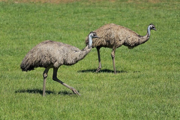 Emu