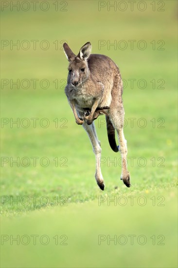 Eastern grey kangaroo