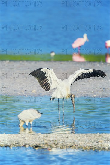 Wood Stork