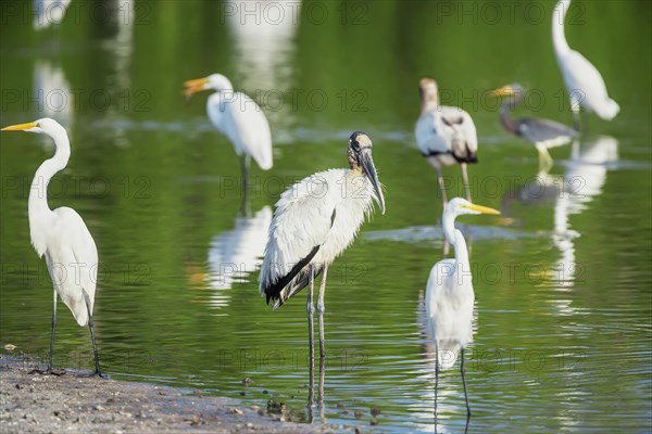 Great white egrets