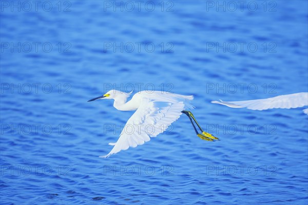 Snowy Egret