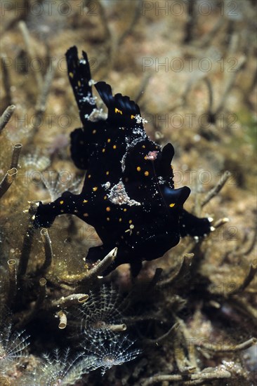 Juvenile painted frogfish