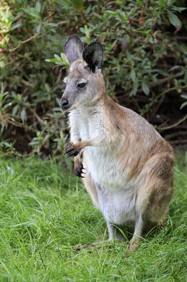 Eastern wallaroo