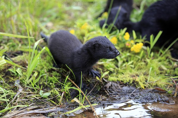 American Mink