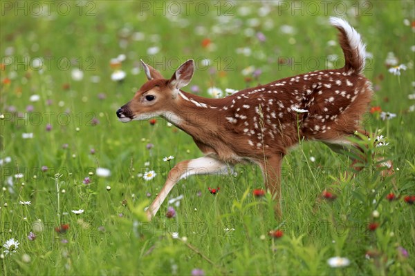 White-tailed deer