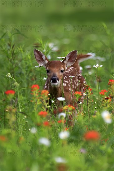 White tailed deer