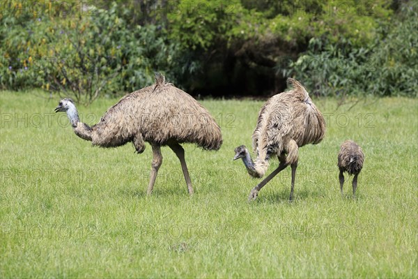 Emu