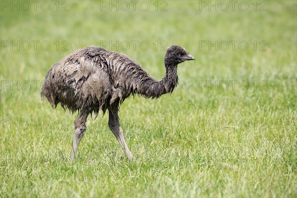 Emu