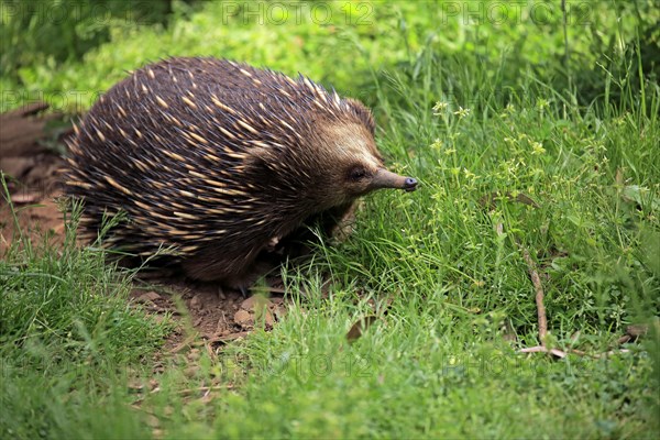 Short-beaked Echidna