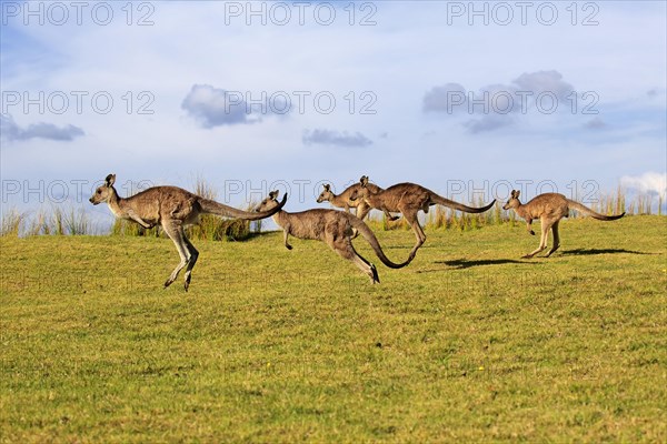 Eastern grey kangaroo