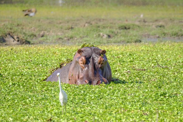 Hippo