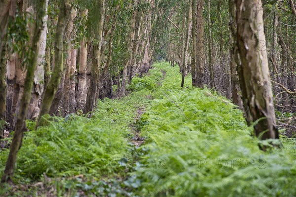 Mangrove forest