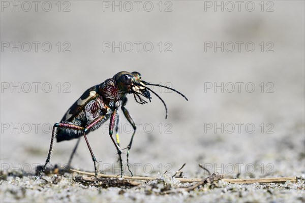 Dune Sand Beetle