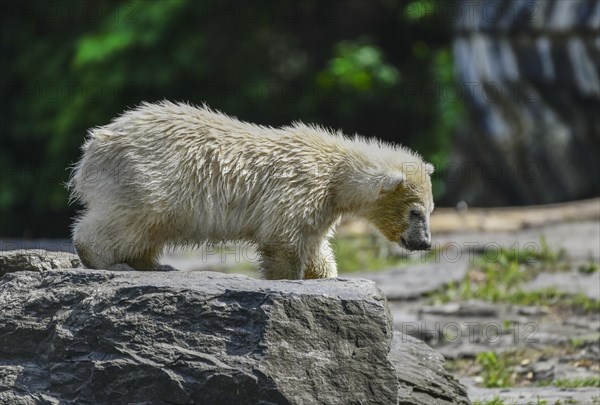 Polar bear cub Hertha