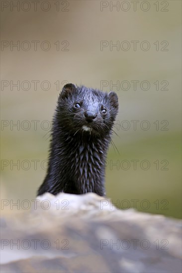 American mink