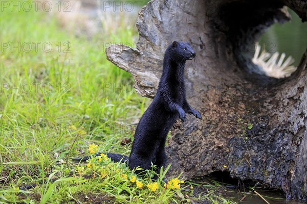 American Mink