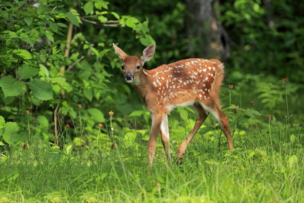 White-tailed deer