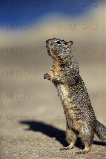 California Ground Squirrel