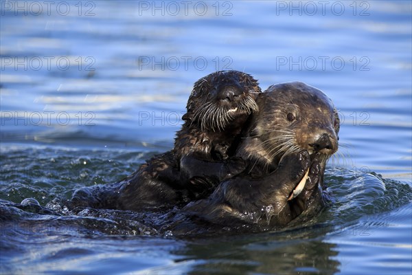 Sea Otter