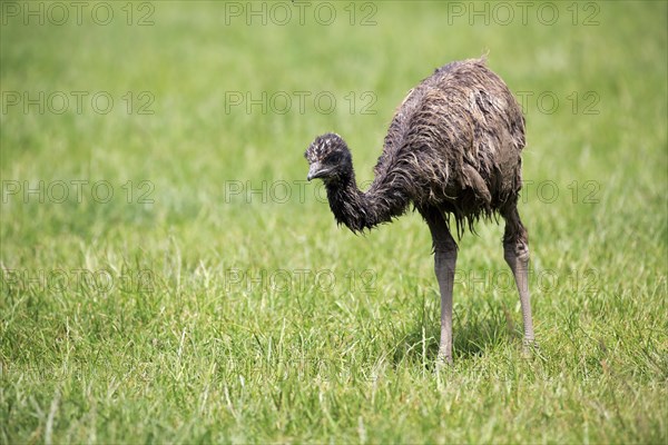 Emu