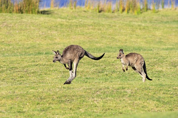 Eastern grey kangaroo