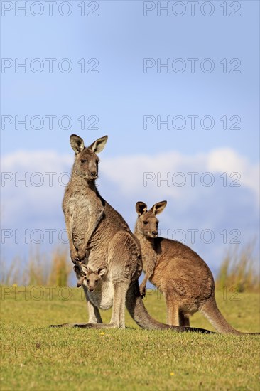 Eastern grey kangaroo