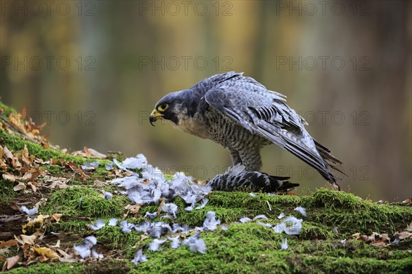 Peregrine falcon