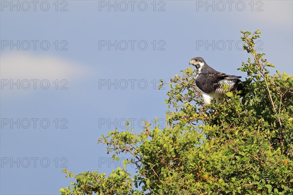 Martial eagle