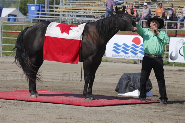 Mustang Showtime at the Rodeo