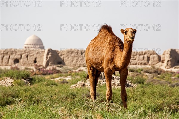 Dromedaries in front of ancient city wall