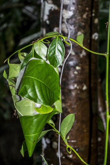 Ant nest in leaf