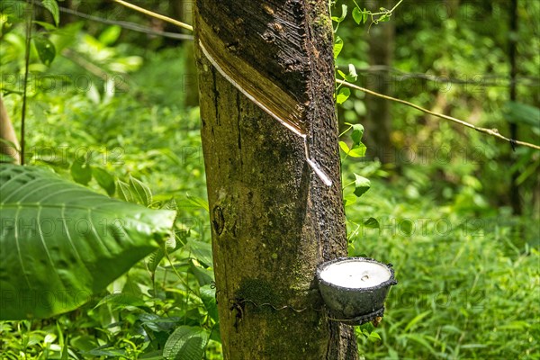 Natural Rubber Plantations