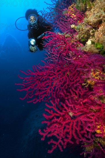 Mediterranean Fan Coral