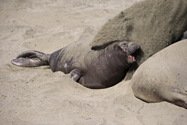 Northern Elephant Seal