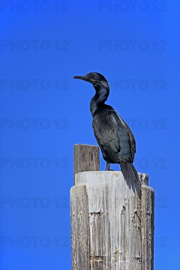 Brandt's Cormorant