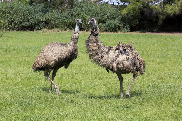 Emu