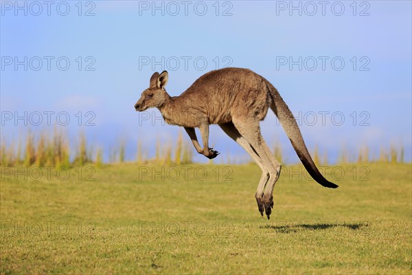 Eastern grey kangaroo