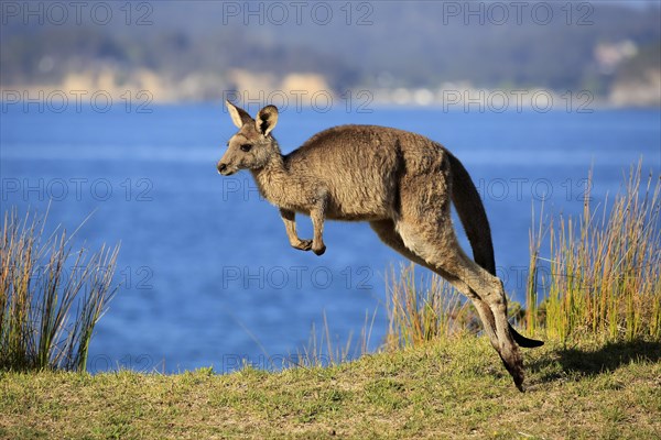 Eastern grey kangaroo