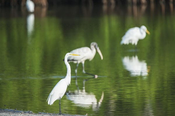 Great white egrets