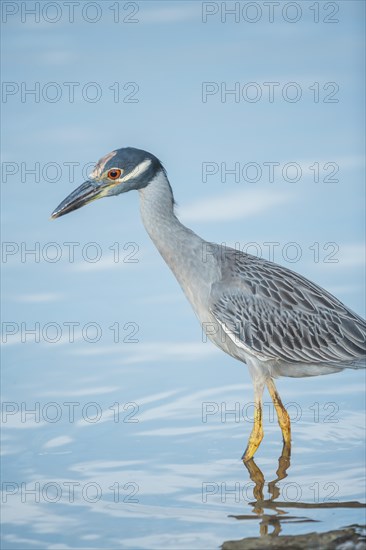 Yellow-crowned Night Heron